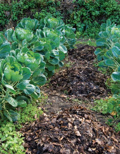 Using Leaves in the Garden Image